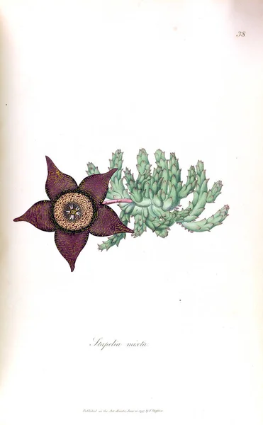Illusztráció Egy Kaktusz Stapeliae Novae 1796 Ban — Stock Fotó