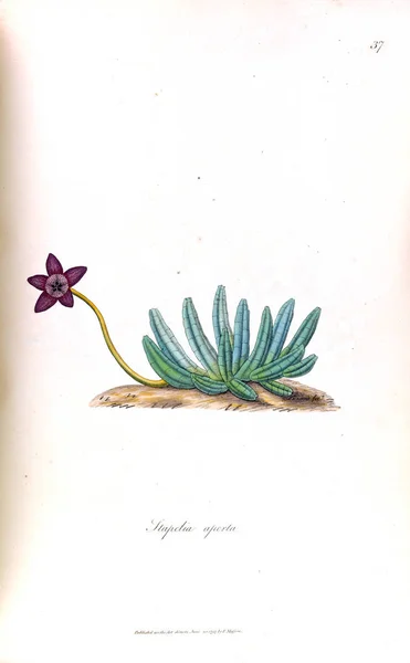 Kuvitus Kaktuksesta Stapeliae Novae 1796 — kuvapankkivalokuva