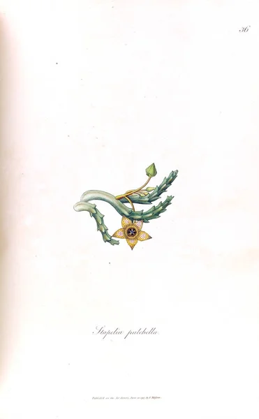 Illustrazione Cactus Stapeliae Novae 1796 — Foto Stock