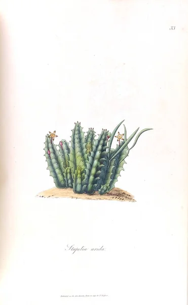 Bir Kaktüs Illustration Stapeliae Novae 1796 — Stok fotoğraf