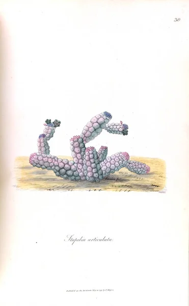 Illustrasjon Kaktus Stapeliae Novae Engelsk 1796 – stockfoto