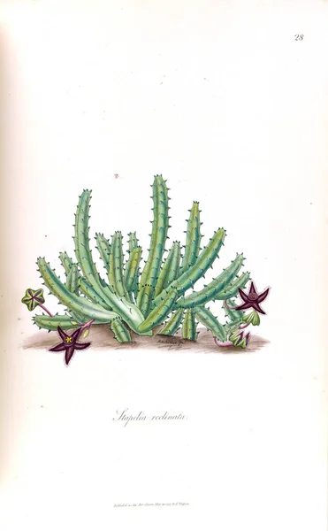 Illustrazione Cactus Stapeliae Novae 1796 — Foto Stock