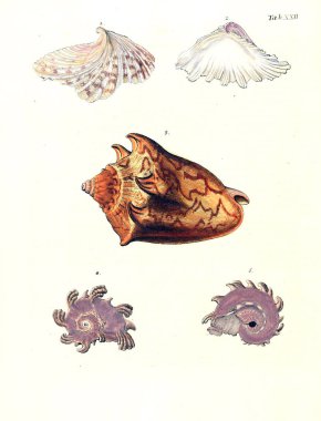 Deniz kabuğu tasviri. Les delices des yeux et de l 'esprit 1764