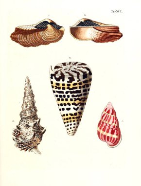 Deniz kabuğu tasviri. Les delices des yeux et de l 'esprit 1764