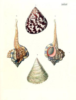 Deniz kabuğu tasviri. Les delices des yeux et de l 'esprit 1764