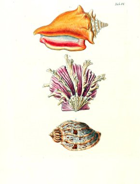 Deniz kabuğu tasviri. Les delices des yeux et de l 'esprit 1764
