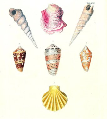 Deniz kabuğu tasviri. Les delices des yeux et de l 'esprit 1764