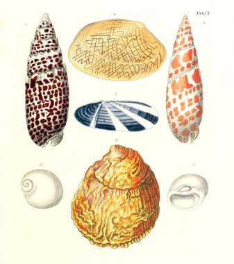 Deniz kabuğu tasviri. Les delices des yeux et de l 'esprit 1764