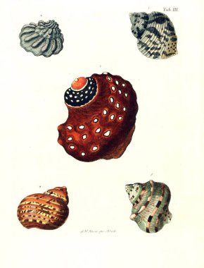 Deniz kabuğu tasviri. Les delices des yeux et de l 'esprit 1764