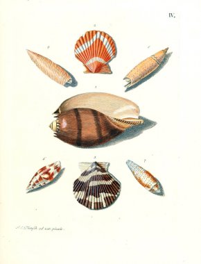 Deniz kabuğu tasviri. Les delices des yeux et de l 'esprit 1764