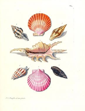 Deniz kabuğu tasviri. Les delices des yeux et de l 'esprit 1764