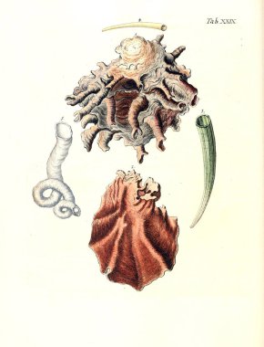 Deniz kabuğu tasviri. Les delices des yeux et de l 'esprit 1764