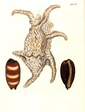 Deniz kabuğu tasviri. Les delices des yeux et de l 'esprit 1764