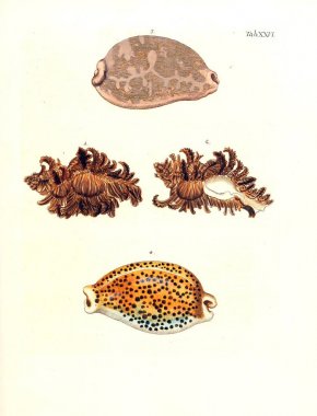 Deniz kabuğu tasviri. Les delices des yeux et de l 'esprit 1764