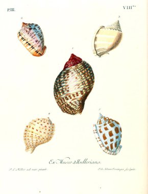 Deniz kabuğu tasviri. Les delices des yeux et de l 'esprit 1764