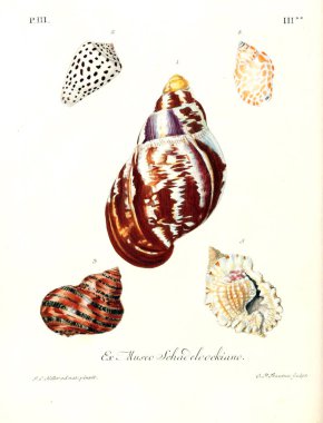 Deniz kabuğu tasviri. Les delices des yeux et de l 'esprit 1764