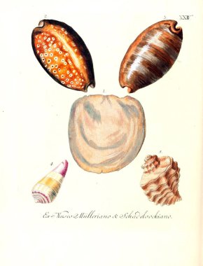 Deniz kabuğu tasviri. Les delices des yeux et de l 'esprit 1764