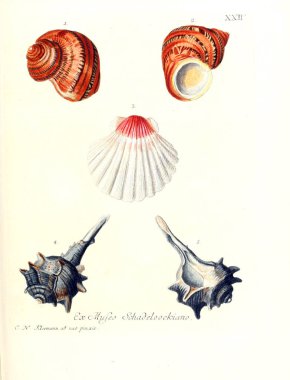 Deniz kabuğu tasviri. Les delices des yeux et de l 'esprit 1764