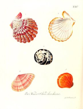 Deniz kabuğu tasviri. Les delices des yeux et de l 'esprit 1764