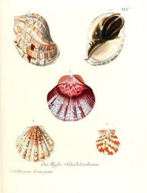 Deniz kabuğu tasviri. Les delices des yeux et de l 'esprit 1764