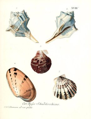 Deniz kabuğu tasviri. Les delices des yeux et de l 'esprit 1764