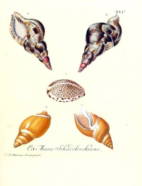 Deniz kabuğu tasviri. Les delices des yeux et de l 'esprit 1764