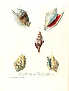 Deniz kabuğu tasviri. Les delices des yeux et de l 'esprit 1764