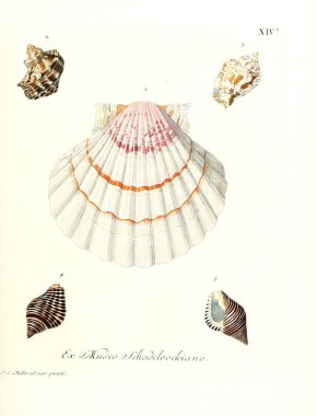 Deniz kabuğu tasviri. Les delices des yeux et de l 'esprit 1764