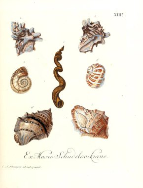 Deniz kabuğu tasviri. Les delices des yeux et de l 'esprit 1764