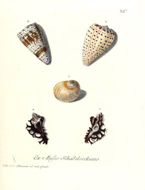 Deniz kabuğu tasviri. Les delices des yeux et de l 'esprit 1764