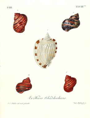 Deniz kabuğu tasviri. Les delices des yeux et de l 'esprit 1764