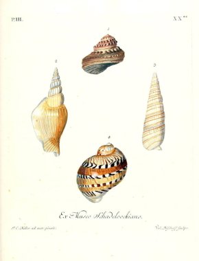 Deniz kabuğu tasviri. Les delices des yeux et de l 'esprit 1764