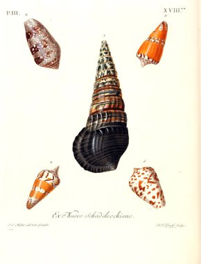 Deniz kabuğu tasviri. Les delices des yeux et de l 'esprit 1764