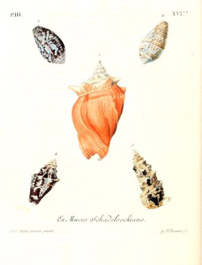 Deniz kabuğu tasviri. Les delices des yeux et de l 'esprit 1764
