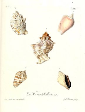 Deniz kabuğu tasviri. Les delices des yeux et de l 'esprit 1764