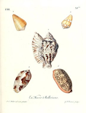 Deniz kabuğu tasviri. Les delices des yeux et de l 'esprit 1764