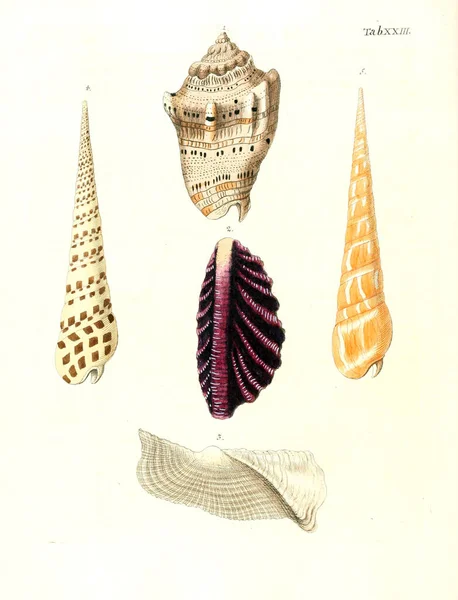 Ilustración Conchas Les Delices Des Yeux Esprit 1764 —  Fotos de Stock