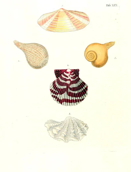 Illustration Shells Les Delices Des Yeux Esprit 1764 — Stock Photo, Image