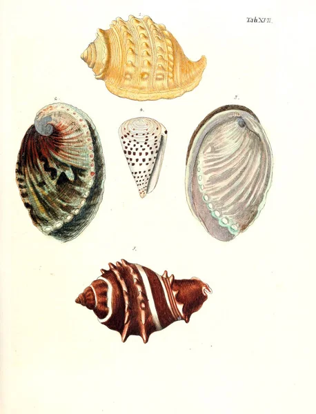 Illustration Von Muscheln Les Delices Des Yeux Esprit 1764 — Stockfoto