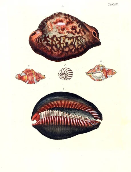 Deniz Kabuğu Tasviri Les Delices Des Yeux Esprit 1764 — Stok fotoğraf