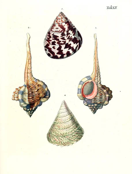 Deniz kabuğu tasviri. Les delices des yeux et de l 'esprit 1764