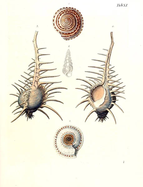 Illustration Shells Les Delices Des Yeux Esprit 1764 — Stock Photo, Image