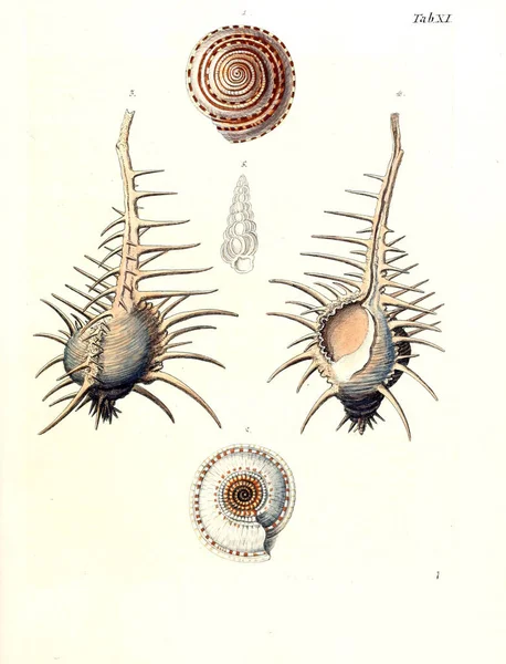 Illustration Coquillages Les Delices Des Yeux Esprit 1764 — Photo