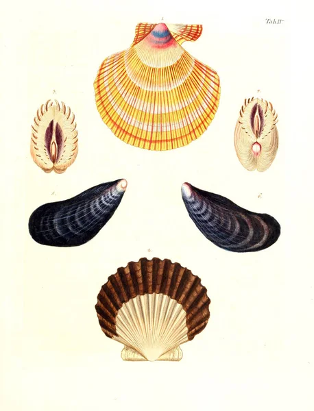 Illustration Coquillages Les Delices Des Yeux Esprit 1764 — Photo