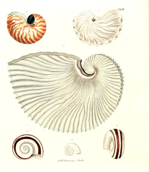 Deniz Kabuğu Tasviri Les Delices Des Yeux Esprit 1764 — Stok fotoğraf