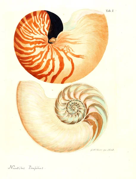 Illustration Coquillages Les Delices Des Yeux Esprit 1764 — Photo