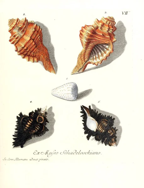 Illustration Shells Les Delices Des Yeux Esprit 1764 — Stock Photo, Image