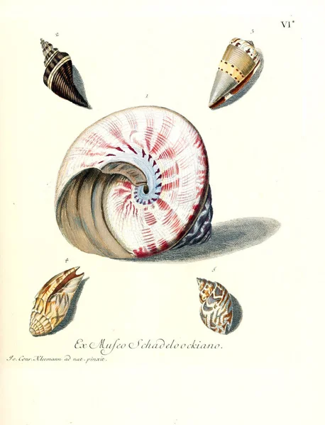 Illustration Skal Les Delices Des Yeux Esprit 1764 — Stockfoto