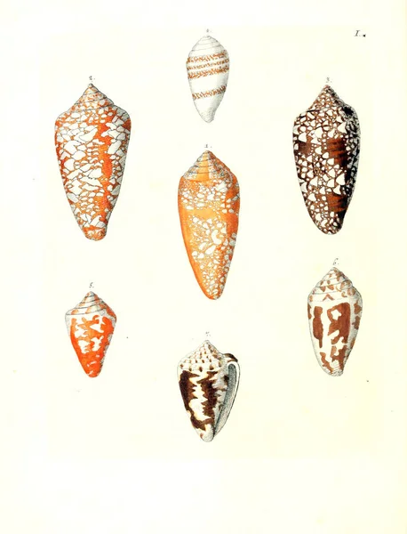 貝のイラスト Les Delices Des Yux Esprir 1764 — ストック写真