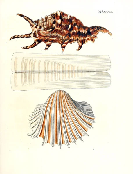 Ilustración Conchas Les Delices Des Yeux Esprit 1764 —  Fotos de Stock